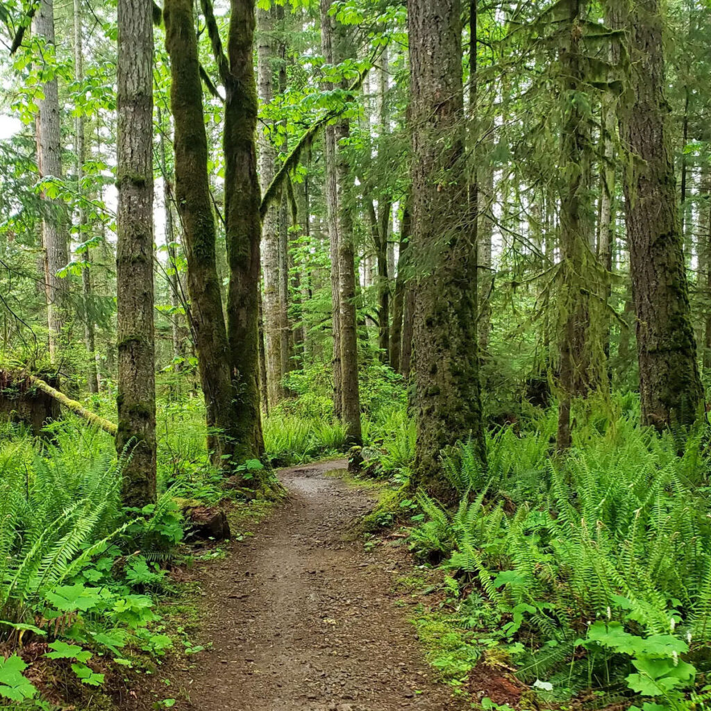 puntledge park trail system