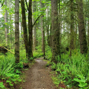 puntledge park trail system